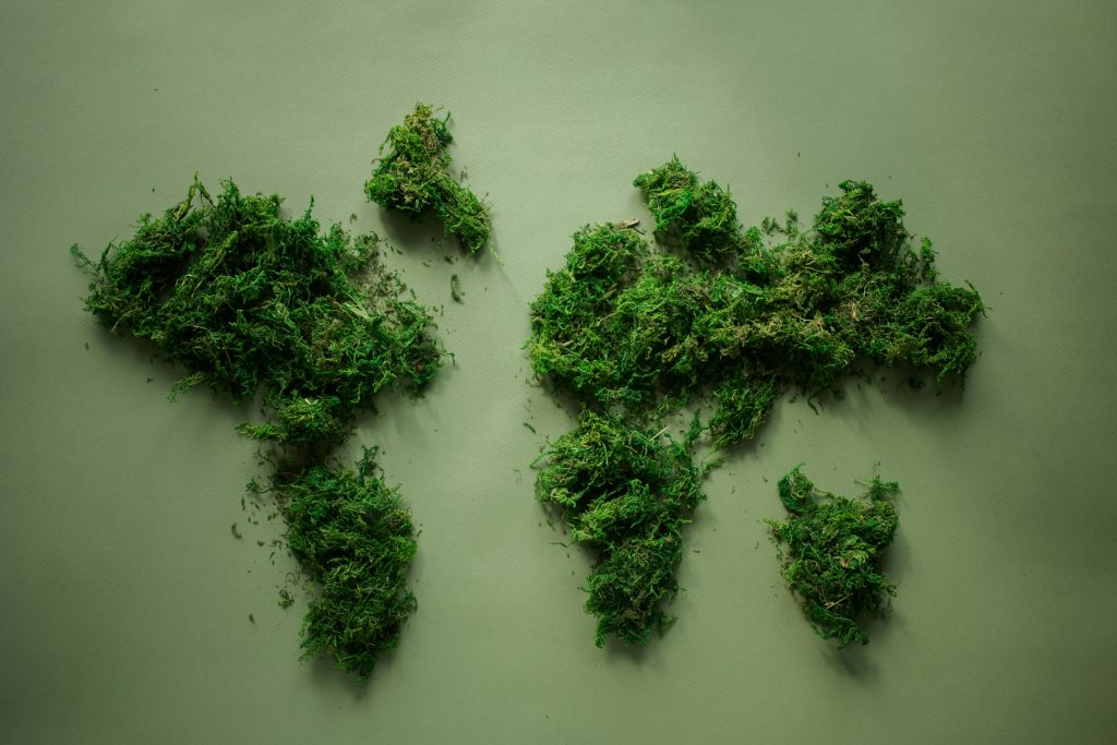 Creative arranged green world continents made of natural dense fresh verdant plants placed on green background in modern light studio